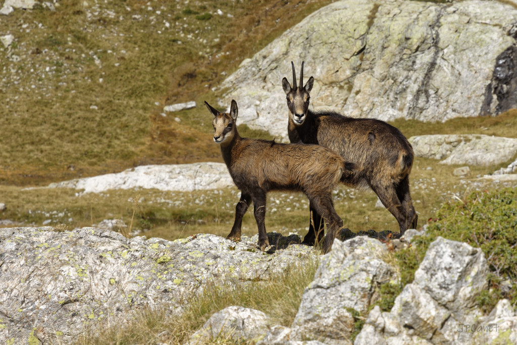 Chamois Chamois