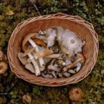 RANDO Champignons Bois Noir via Mt Viroulet