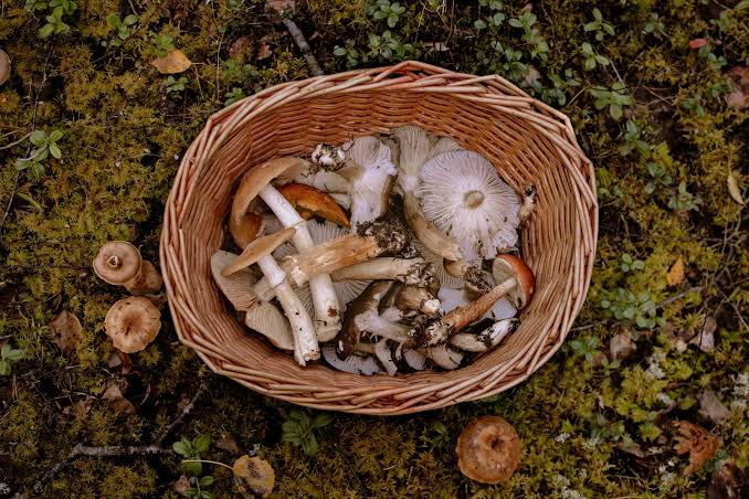 RANDO Champignons Bois Noir via Mt Viroulet